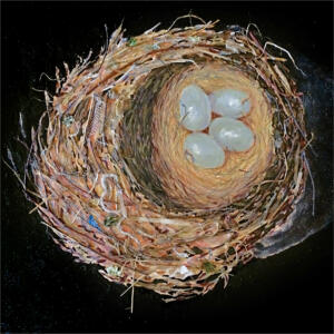 Nest Magnified SOLD
