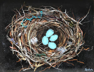 Robin Nest In Spring